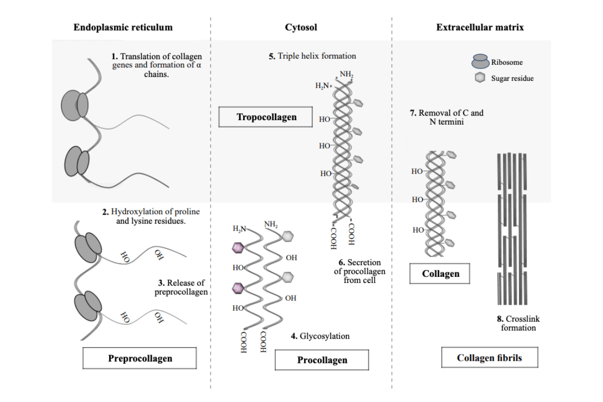 de structuur van collageen moleculen